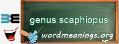 WordMeaning blackboard for genus scaphiopus